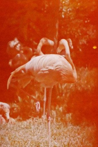 Sleeping Flamingo (2018) poster