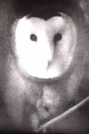 Owl (2004) poster