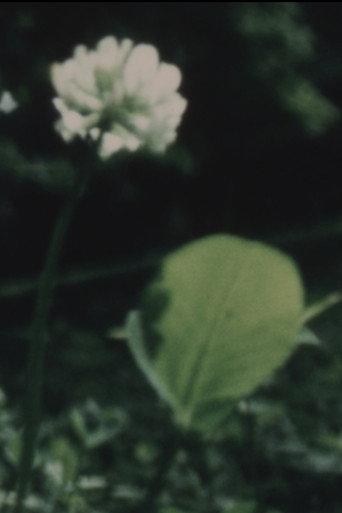Wildflower (1982) poster