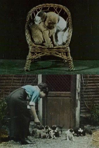 Family of Puppies (1912) poster