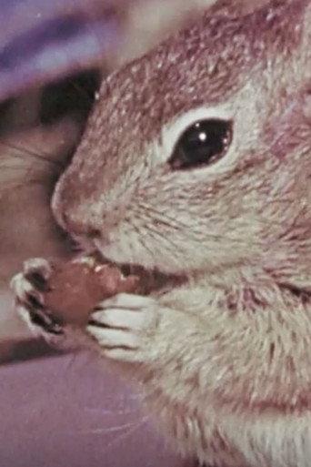 Squeak the Squirrel (1957) poster
