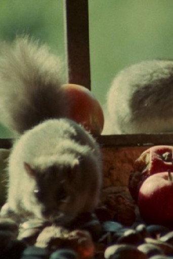 Dormouse (1977) poster