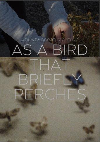 as a bird that briefly perches (2025) poster