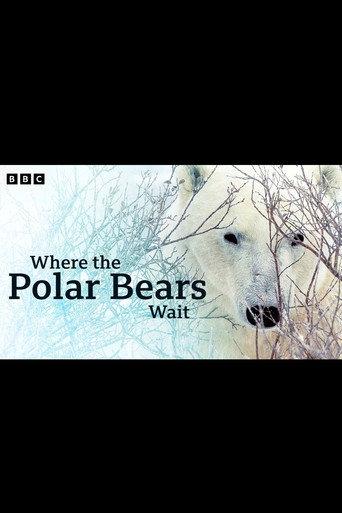 Where the Polar Bears Wait (2024) poster