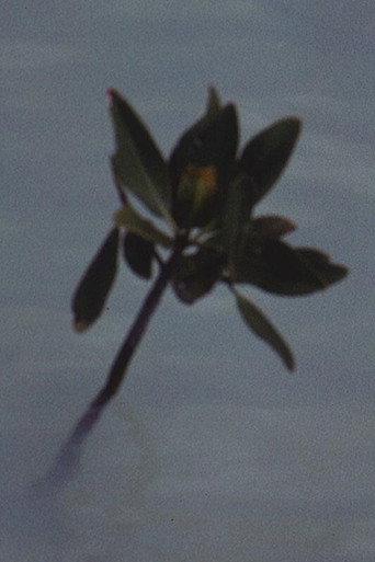 Mangrove Ring (1971) poster