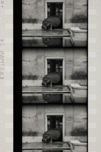 Flusspferde (1993) poster