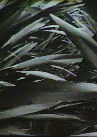 Sensation '77: Mimicry (1977) poster