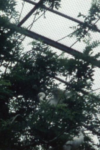Große Voliere (2000) poster