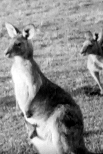Kangaroos (1953) poster