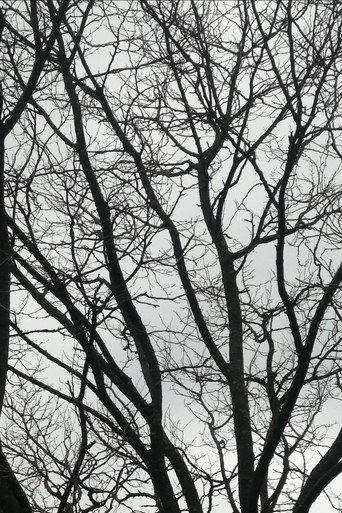 Tree Limbs (2025) poster