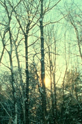 Winter Light () poster