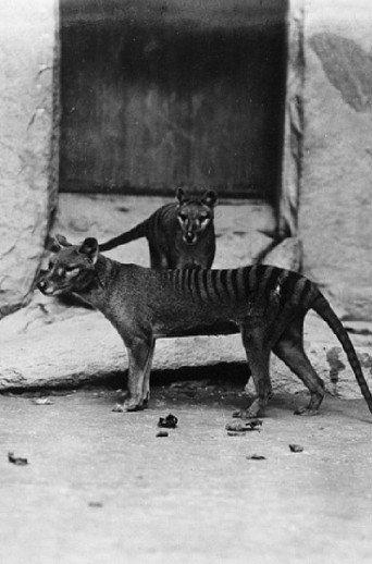 Thylacine Footage (1933) poster