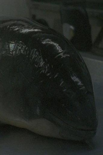 Necropsy of a Harbour Porpoise (Seeing From our Eyes into Theirs) (2015) poster