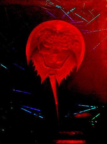 A Horseshoe Crab Story (2023) poster