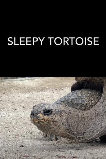 Sleepy Tortoise (2023) poster