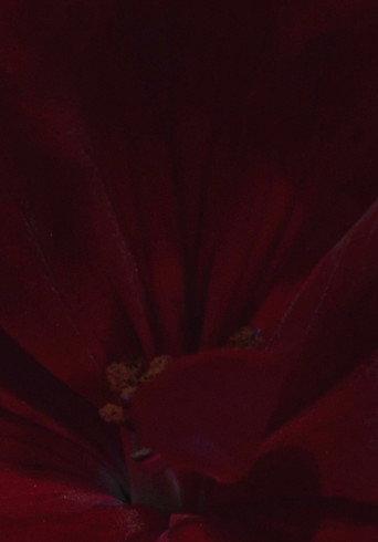 Flowerbed (2017) poster