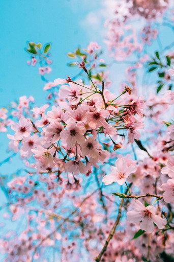 Sakura Genesis (2020) poster