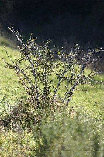 Shrub Oak (2023) poster