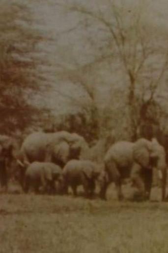 Elephants' Test (2005) poster