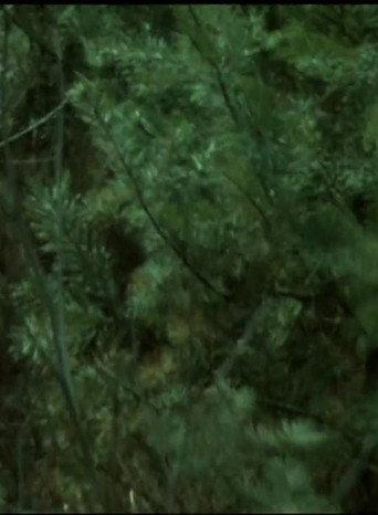 Wald Forest (1984) poster