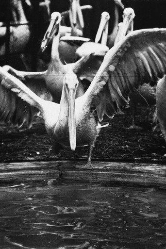 Pelicans at the Zoo (1898) poster