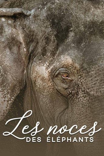 The wedding of the elephants (2014) poster