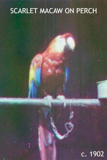 Scarlet Macaw on Perch (1902) poster