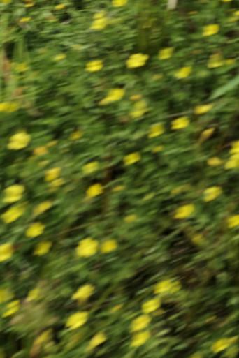 eye see flowers spinning (2024) poster