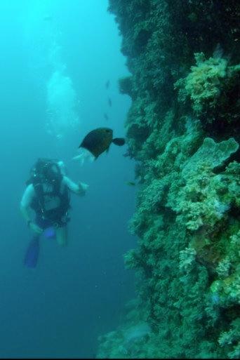 Wonders of the Great Barrier Reef with Iolo Williams (2018) poster