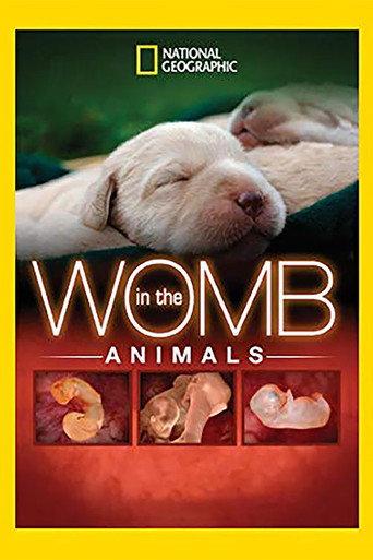 In The Womb: Animals (2006) poster