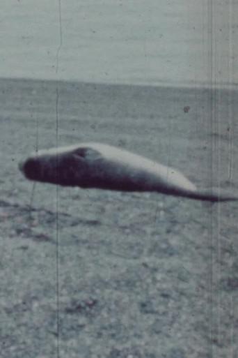 Patagonia (1977) poster