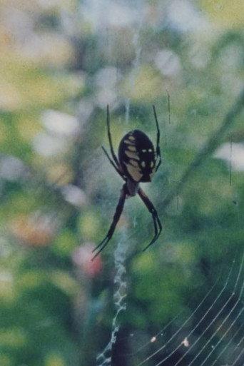 Wind in the Web (1978) poster