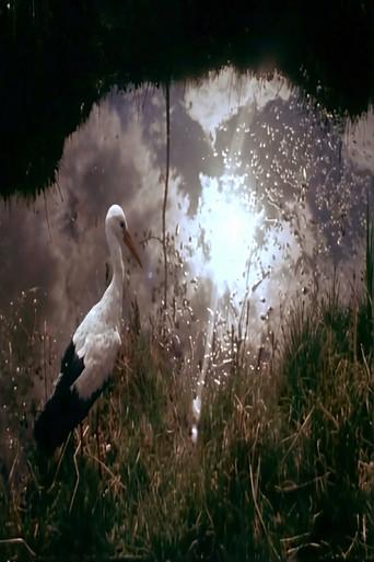 White Storks (1959) poster