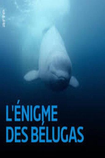 The Mystery of the Belugas (2017) poster
