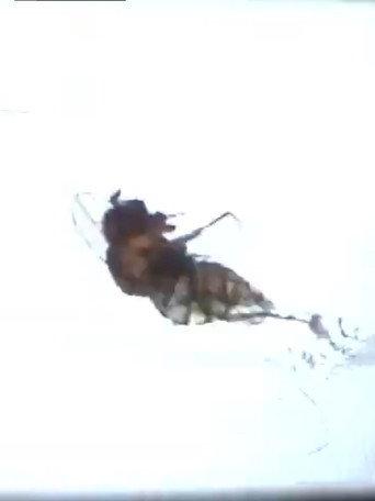 Fruit Flies (2010) poster
