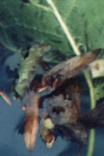 Refreshment in Summer (1997) poster