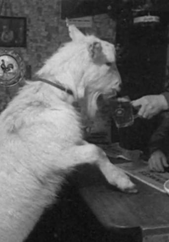 Beer-drinking Billy (1967) poster