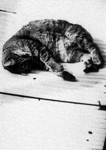 Cat (1998) poster