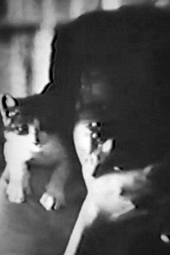 CAT (1985) poster