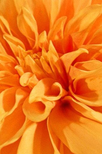Floral Yearnings (2021) poster