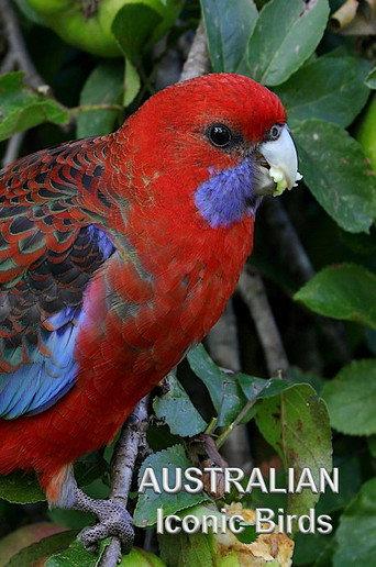 Australian Iconic Birds (2021) poster