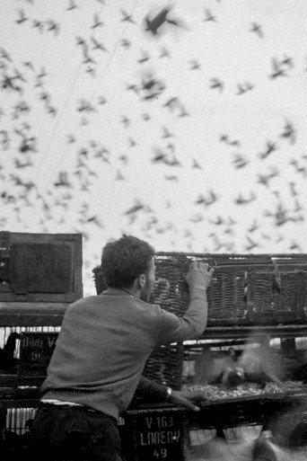 Birds (1963) poster