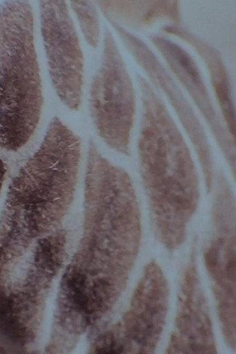 Speckled Flare (2012) poster