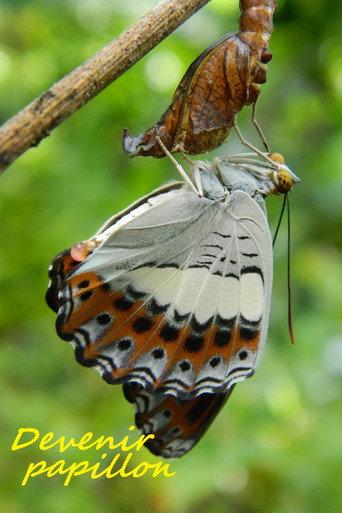 Devenir papillon (2021) poster