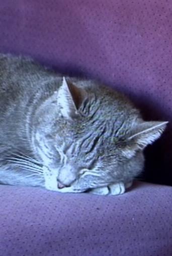 Nine Lives (The Eternal Moment of Now) (2001) poster