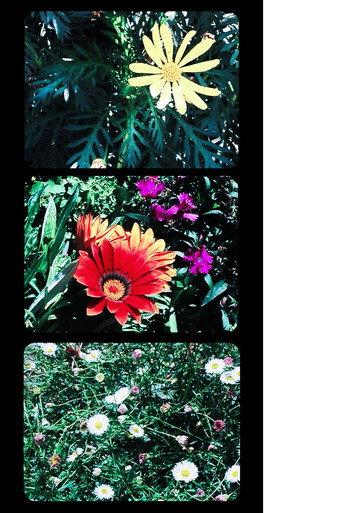 Flowers (2025) poster