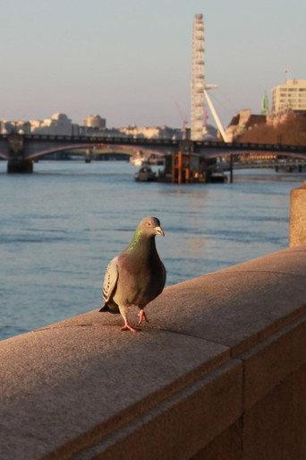 My travels London through my eyes () poster