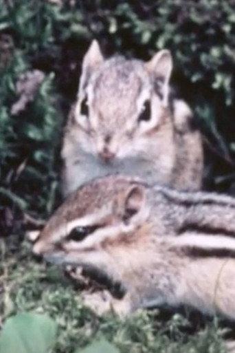 Adventures Of A Chipmunk Family (1959) poster