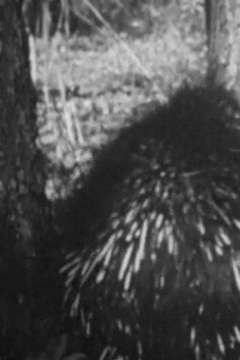 Prickly The Porcupine (1955) poster
