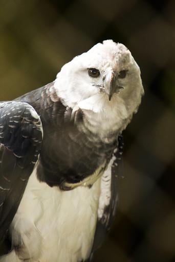 BBC Natural World：The Monkey-Eating Eagle of the Orinoco (2010) poster